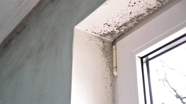 Best Fast Mold Removal  in Watonga, OK