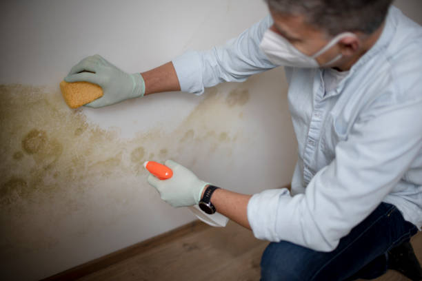 Office Mold Removal Services in Watonga, OK