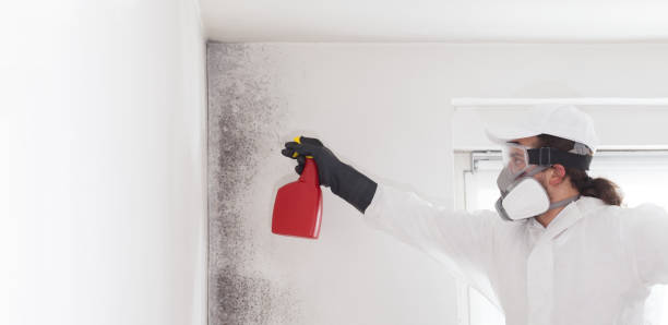 Best Home Mold Removal  in Watonga, OK