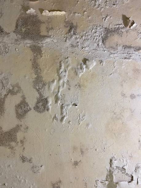 Best Mold Remediation Services  in Watonga, OK