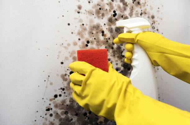 Home Mold Removal in Watonga, OK