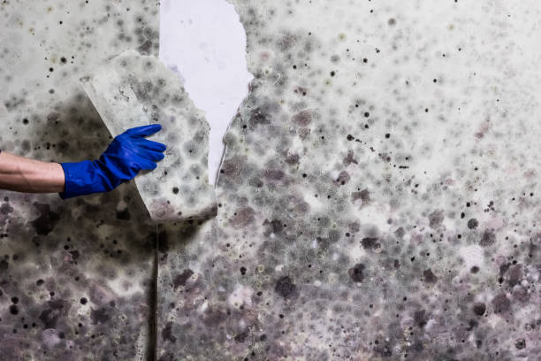 Best Commercial Mold Removal  in Watonga, OK