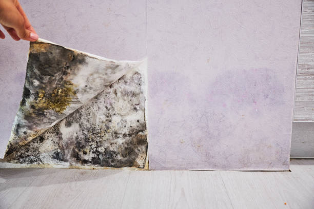 Best Home Mold Removal  in Watonga, OK